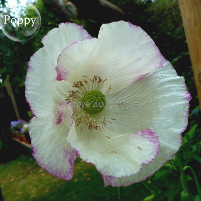 Rare Beautiful White Poppy Flowers with little red spots, 100 Seeds, new style attractive butterfly light up your garden E3668