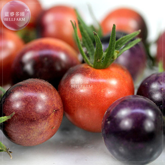 BELLFARM Tomato 'Blue Berries' Fruit Seeds, 100 seeds, professional pack, tasty sweet organic tomato vegetables E4351U