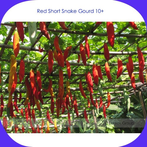 Red Short Snake Gourd Seeds, Professional Pack, 10 Seeds / Pack, Serpent Gourd Edible Vegetable Garden Seeds #B035