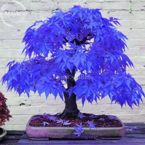 Rare Blue Maple Tree Seeds, 10 Seeds, bonsai thin leaves and large leaves tree TS230T