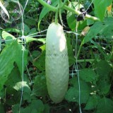 White Cucumber Cucumis Sativus, 20 Seeds, tasty edible organic vegetable fruit home garden plant E3784