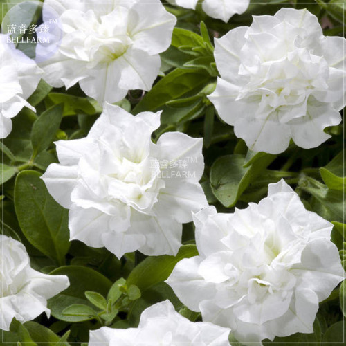 BELLFARM Petunia Mixed Double Petals Colorful Flower Seeds, 200 seeds, professional pack, big blooms bonsai home garden plants
