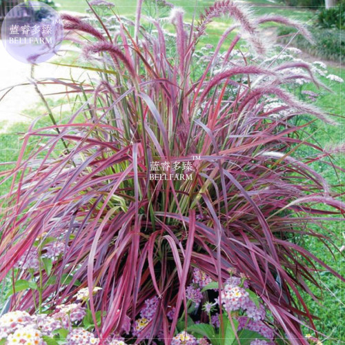 BELLFARM Pennisetum setaceum Fireworks Fountain Grass Seeds, 50 seeds, heirloom ornamental grass