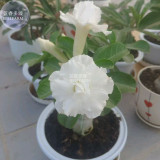 BELLFARM Adenium Purely White Flower Seeds, 2 seeds, 2-layer middle-sized bonsai desert rose garden plants E4296
