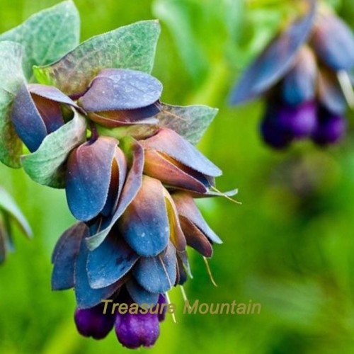 1 Professional Pack, 10 seeds / pack, Blue Shrimp Plant Cerinthe Major showy Flowers #NF222