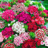 Sweet William Mixed Dianthus Barbatus Seeds, 100 Seeds, Professional Pack, heirloom hybrid bonsai flowers E4088