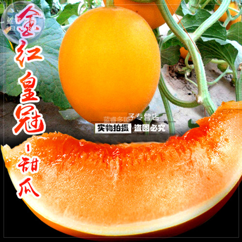 BELLFARM Sweet Melon Red Inside Orange Skin Super Sweet Fruit Seeds, approx 250 seeds, original pack, high yield early maturing