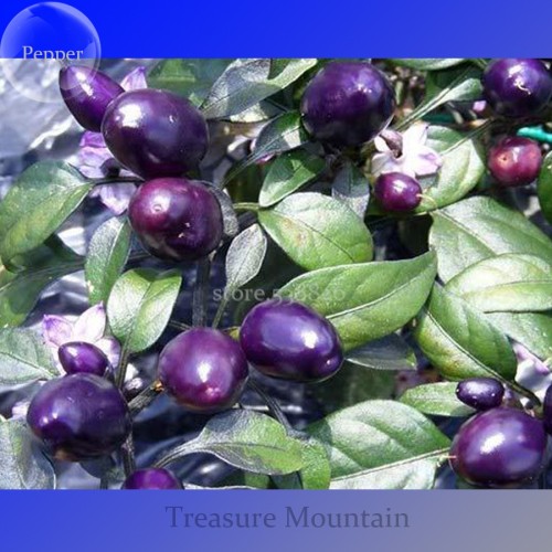 100% Genuine Pretty Purple Ornamental Chilli Pepper, 15 seeds, hot pepper capsicum seed TS240T