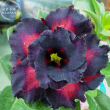 BELLFARM Adenium Mixed 9 Types Double Petals Flower Seeds, 100 seeds / pack, professional pack, heirloom beautiful desert rose