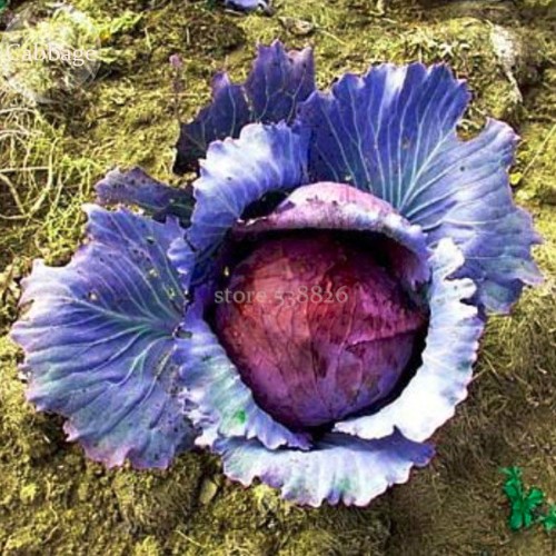 100% Genuine Heirloom Red Acre Cabbage, 10 Seeds, organic edible vegetables TS228T