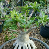 BELLFARM Fresh Red Adenium Desert Rose Bonsai Seeds, 2 seeds, professional pack, fire red 5-layer plicated petals E4330U