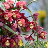 Rare Wild Orchids Dark Red Colors Perennial Flowers, 100 Seeds, light fragrant indoor potted landscape E3627