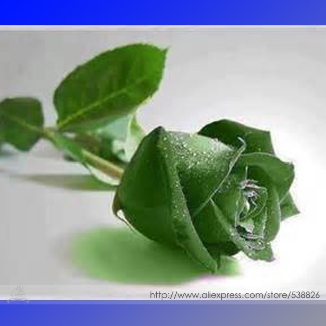 Yunnan Dark Green Rose Seedling Perennial Flower Seeds, Professional Pack, 20 Seeds / Pack, Strong Fragrant Flower #NF901