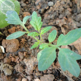BELLFARM Tomato Large Black Organic Vegetables Seeds, 100 seeds, ripen fruits up to 350 grams collected by Bellfarm delicious