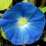 1 Professional Pack, 50 seeds / pack, Dark Blue Morning Glory Seeds Ipomoea Tricolor 'Heavenly Blue' Very Easy to Grow #NF221
