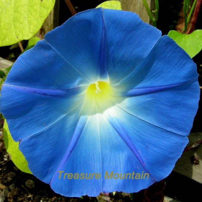 1 Professional Pack, 50 seeds / pack, Dark Blue Morning Glory Seeds Ipomoea Tricolor 'Heavenly Blue' Very Easy to Grow #NF221