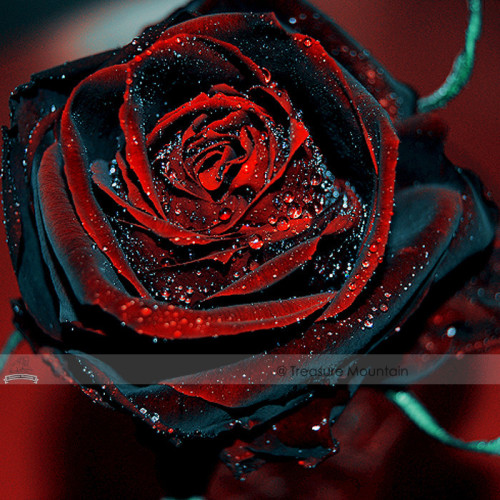 1 Professional Pack, 50 seeds / pack, Red Black Rare Rose Plant Seedling Garden Seed #NF412
