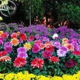 Mixed 8 Types of Dahlia Perennial Flowers, 50 Seeds, strong fragrant garden flowers E3675