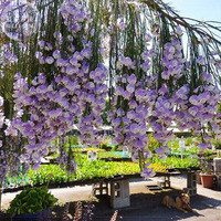 BELLFARM only 1 piece Psoralea Fleta Seed, 100% real Weeping Blue Broom Blue Willow Pea - Indigenous Shrub Seeds BD018H