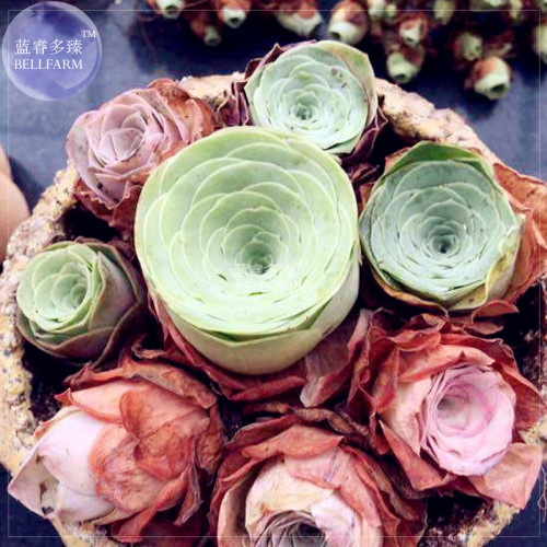 BELLFARM Greenovia Guarimiar Seeds, 10 Seeds, professional pack, giant mountain rose suculent lovely bonsai plant seeds E4317