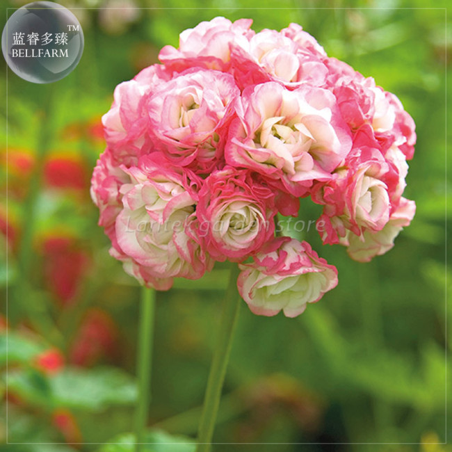 BELLFARM Geranium 'Apple Blossom Rosebud' Seeds, Professional Pack, 10 Seeds, perennial big blooms perennial pelargonium E4215
