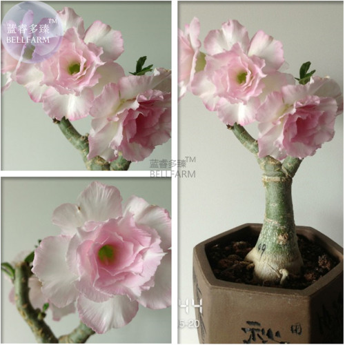 BELLFARM Adenium Mixed 9 Types Double Petals Flower Seeds, 100 seeds / pack, professional pack, heirloom beautiful desert rose