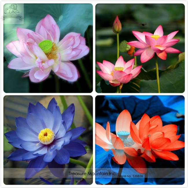 Heirloom Mixed Pink Rose Red Blue Orange Lotus Nelumbo Nucifera Flower Seeds, Professional Pack, 5 Seeds / Pack, 100% True Seeds