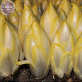 BELLFARM Belgium Endive Chicory Seeds, 20 Seeds, Professional Pack, organic witloof gourmet salad vegetables BD074H