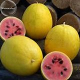 Golden Midget Small Watermelon, 10 seeds, yellow skin melon with red meat E3833