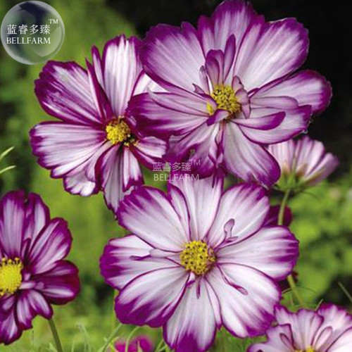 BELLFARM Cosmos Bipinnatus Fizzy Rose Picotee Flower Seeds, 50 seeds, big blooms light fragrant for home garden E4323I