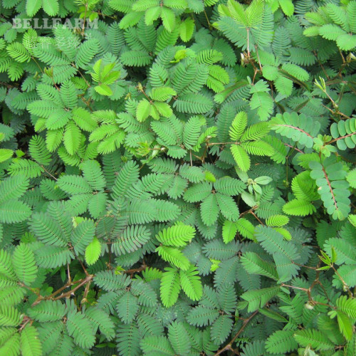 BELLFARM Mimosa Pudica Seeds, 20 Seeds, Original Pack, sensitive plant interesting bonsai pink flowers F002