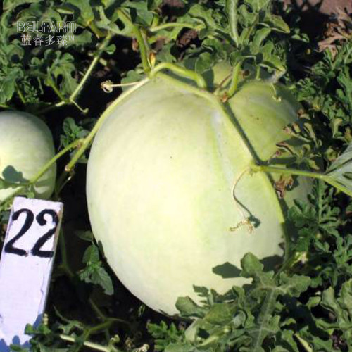 BELLFARM Watermelon Dark Red inside White Skin Melon Seeds, 20 Seeds, Professional Pack, 18% sugar contained high yield E4251
