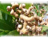 1 Professional Pack, 100 Seeds / Pack, Rare Japanese Raisin Tree Seeds, Hovenia Dulcis