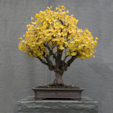 1 Professional Pack, 20 seeds / pack, Maidenhair Ginkgo biloba Tree Seeds Japanese Bonsai Unique Ornamental #NF235