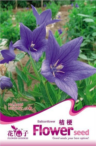 1 Original Pack, approx 50 Seeds / Pack, Patycodon grandiflorum Seeds. Balloon Flower Seeds, Korean bellflower #A068