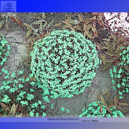 Rare the Himalayas Green Ball Flax Seeds, Professional Pack, 50 Seeds / Pack, Bonsai Indoor Perennial Flower Seeds TS127