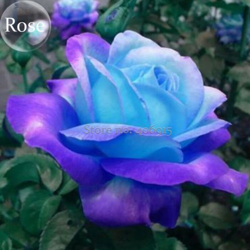 Rare Dark Blue Roses with Light Orange Heart, 50 Seeds, fragrant rose garden bonsai light up your garden E3621