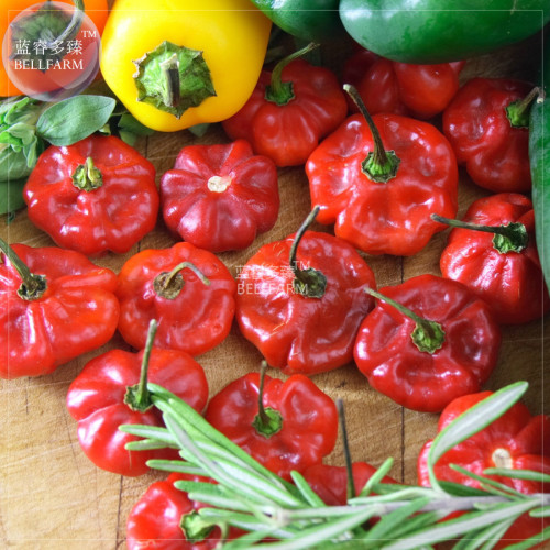 BELLFARM Scotch Bonnet Red (Yellow) Hot Pepper Vegetable Seeds, 15 seeds, 100% right variety hot chili home garden edible