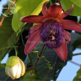 Passiflora ambigua Rare Mountain Granadilla Flowers, 20 seeds, red perennial flowers E3886