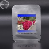 Heirloom Rare Ground-cover Chrysanthemum (Yellow Pink Red Mixed Different Colors) Hardy Seeds , 500 Seeds / Pack, Beautiful