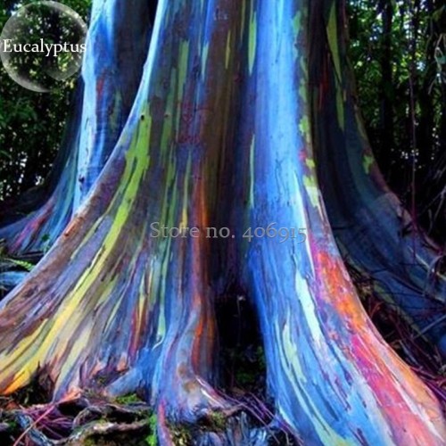 Rainbow Eucalyptus Deglupta Tree, 5 Seeds, multi-hued bark colorful tropical bonsai E3883