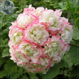 BELLFARM Geranium 'Apple Blossom Rosebud' Seeds, Professional Pack, 10 Seeds, perennial big blooms perennial pelargonium E4215
