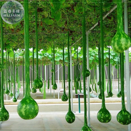 Long Handle Dipper Gourd, 10 seeds, Professional pack, ornamental interesting gourd TS360T