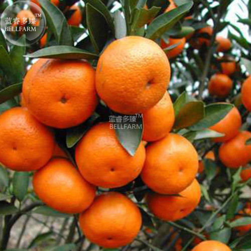BELLFARM Orange Mandarin Citrus Fruit Seeds, 20 seeds, professional pack, tasty juicy sweet home garden tree