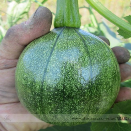 Heirloom Tatume Summer Squash Vegetables Organic Seeds, Professional Pack, 10 Seeds / Pack, Great Curcurbita Pepo #NF716