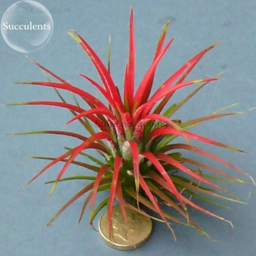 Tillandsia ionantha Guatamala, 5 seeds, airplant succulent E3845