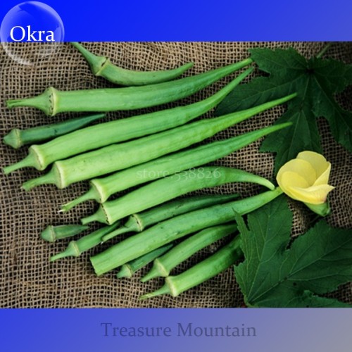 Heirloom Green Okra Clemsons Spineless Red gumbo Herb Vegetable Seeds, Professional Pack, 100 Seeds / Pack, Ladies' fingers