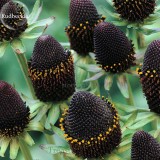 100% Genuine Green Wizard Rudbeckia Seeds, 50 Seeds, perennial chrysanthemum flowers TS223T