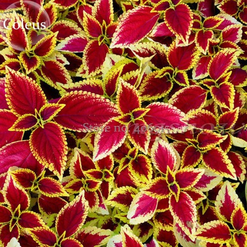 BELLFARM Heirloom Coleus Blumei Painted Ornamental Herbs, 20 seeds, mixed  majestic rainbow leaves herbs E3865