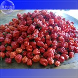 Trinidad Scorpion Pepper, 20 Seeds, Professional Pack, BUTCH Worlds Hottest Chilli Seeds TS356T